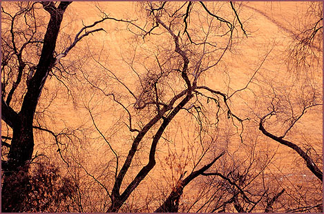 Silhouetted Trees, color photograph by Woody Glloway, Santa Fe, NM