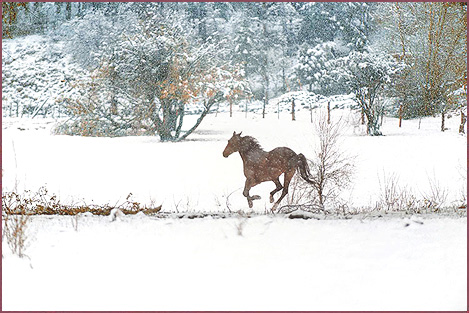 Snow Horse, color photograph by Woody Galloway, Santa Fe, NM
