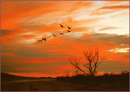 Bosque Cranes I, Color Photograph by Woody Galloway