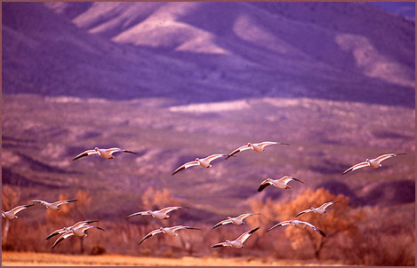 Bosque Snow Geese, color photograph by Woody Glloway, Santa Fe, NM