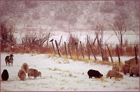 Crow and Sheep, color photograph by Woody Glloway, Santa Fe, NM