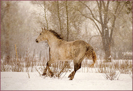 Horse Apache, color photograph by Woody Glloway, Santa Fe, NM