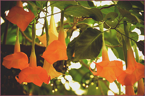 Fragrant Trumpets, color photograph by Woody Glloway, Santa Fe, NM