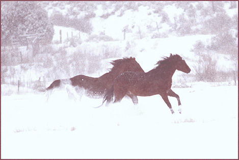Horses Snow Storm, color photograph by Woody Glloway, Santa Fe, NM
