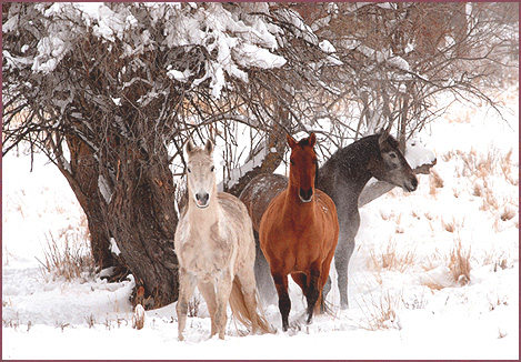 Horses Snow Trees, color photograph by Woody Glloway, Santa Fe, NM