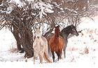 Horses Snow Trees | color photograph by Woody Galloway