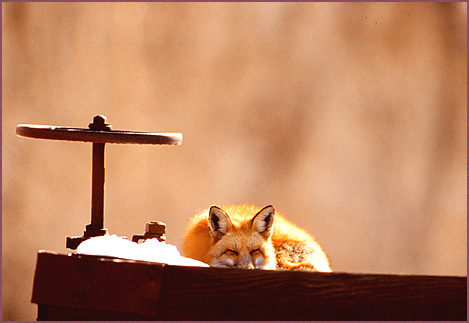 Sleeping Fox, color photograph by Woody Glloway, Santa Fe, NM