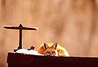 Sleeping Fox | color photograph by Woody Galloway