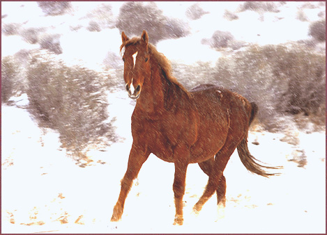 Wild Horse I, color photograph by Woody Glloway, Santa Fe, NM