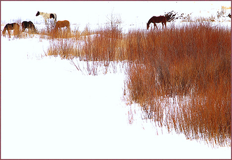 Willow Horses, color photograph by Woody Glloway, Santa Fe, NM