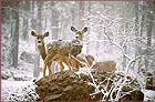 Snow Deer, color photograph by Woody Galloway