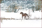 Snow Horse, color photograph by Woody Galloway