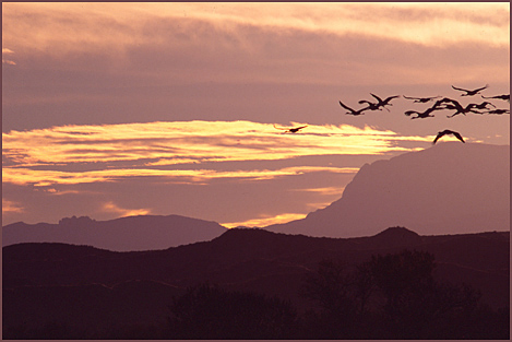 Bosque Cranes II, Color Photograph by Woody Galloway