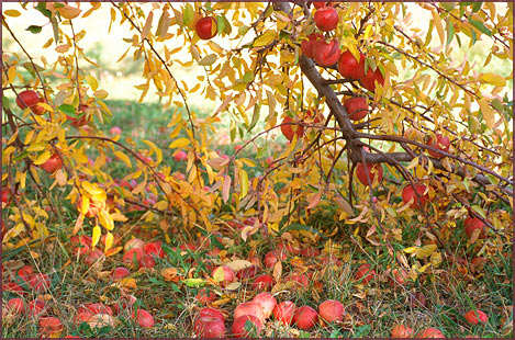 Dixon Apples, Color Photograph by Woody Galloway