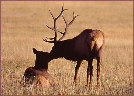 Kissing Elk, Color Photograph by Woody Galloway