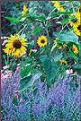Sunflowers | color photograph by Woody Galloway