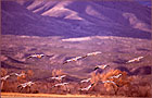 Bosque Snow Geese | color photograph by Woody Galloway