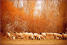 Happy Sheep | color photograph by Woody Galloway