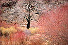 Willows Red | color photograph by Woody Galloway
