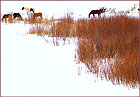 Willow Horses | color photograph by Woody Galloway